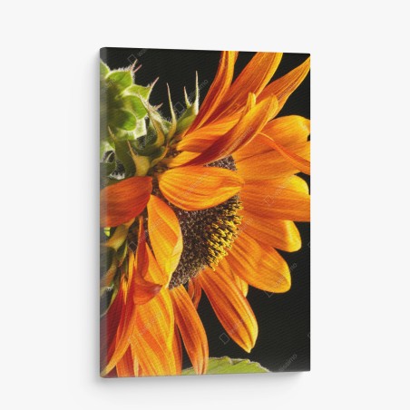 Quadro su tela girasole arancione in primo piano • Wallissimo®