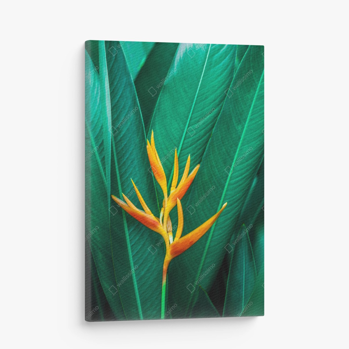 Quadro su tela fiore tropicale su fogliame verde intenso • Wallissimo®