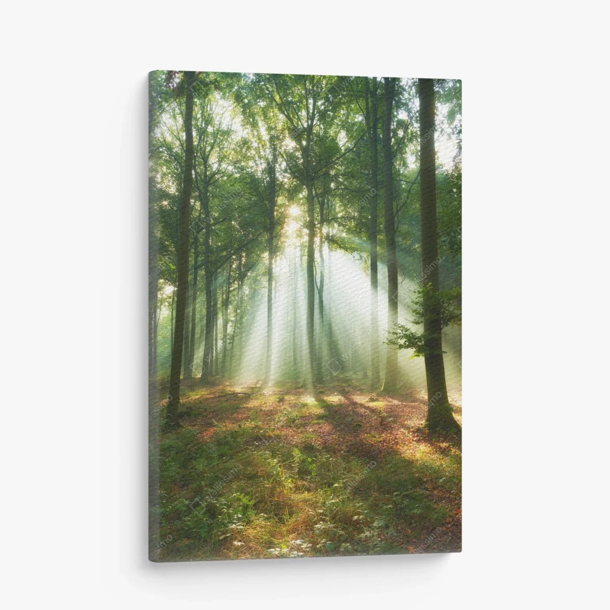Quadro su tela mattino nel bosco: raggi di luce tra gli alberi • Wallissimo® Quadro su tela mattino nel bosco: raggi di luce tra gli alberi • Wallissimo®