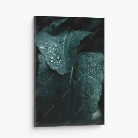 Quadro su tela dettaglio botanico: foglia con gocce • Wallissimo®