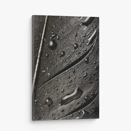Quadro su tela dettaglio di piuma bagnata in bianco e nero • Wallissimo®