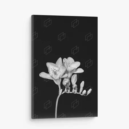 Quadro su tela fresia monocromatica elegante su sfondo nero • Wallissimo®