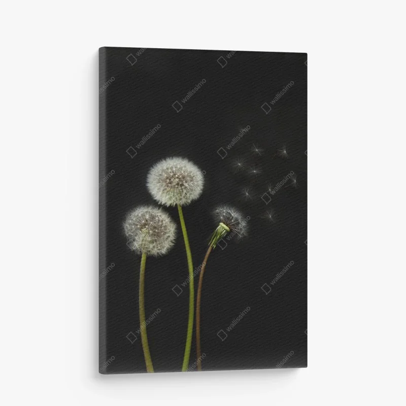 Quadro su tela soffioni sospesi su sfondo nero