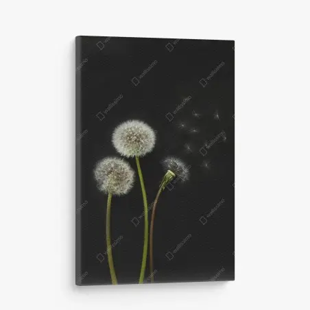 Quadro su tela soffioni sospesi su sfondo nero • Wallissimo®