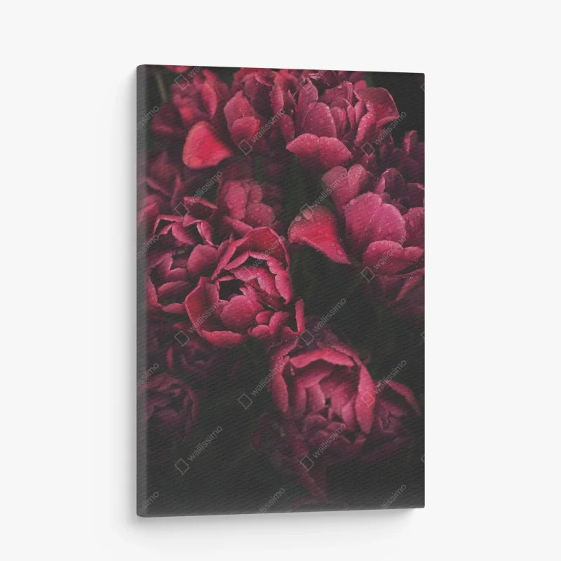 Quadro su tela tulipani rubino con gocce di rugiada