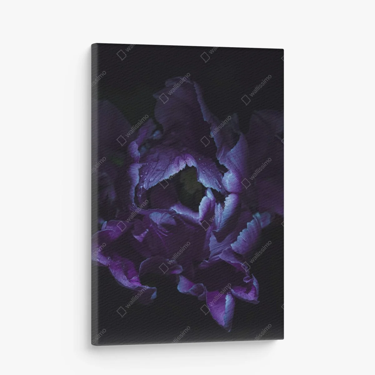 Quadro su tela tulipano viola in luce ultravioletta • Wallissimo® Quadro su tela tulipano viola in luce ultravioletta • Wallissimo®