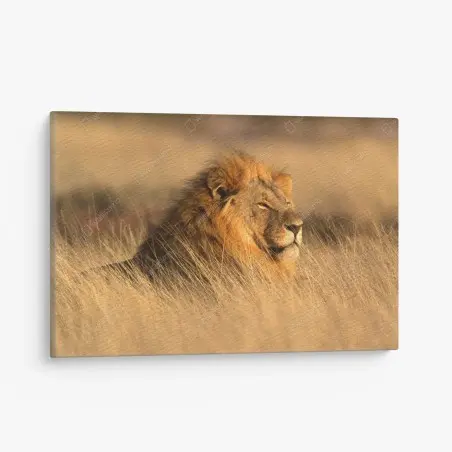 Quadro su tela maestoso leone nella savana dorata • Wallissimo®