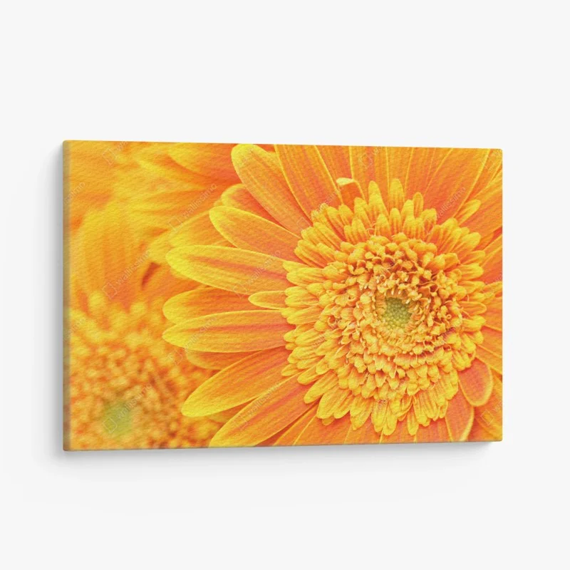 Quadro su tela esplosione di gerbere arancioni