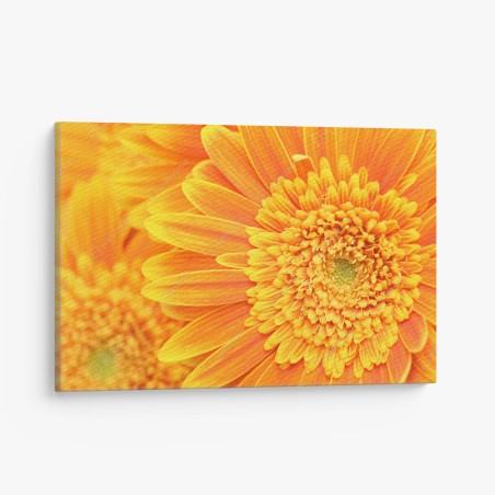 Quadro su tela esplosione di gerbere arancioni • Wallissimo®