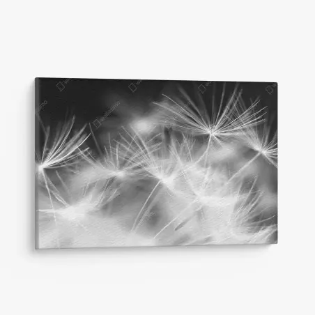 Quadro su tela soffione in dettaglio: eleganza minimale • Wallissimo®