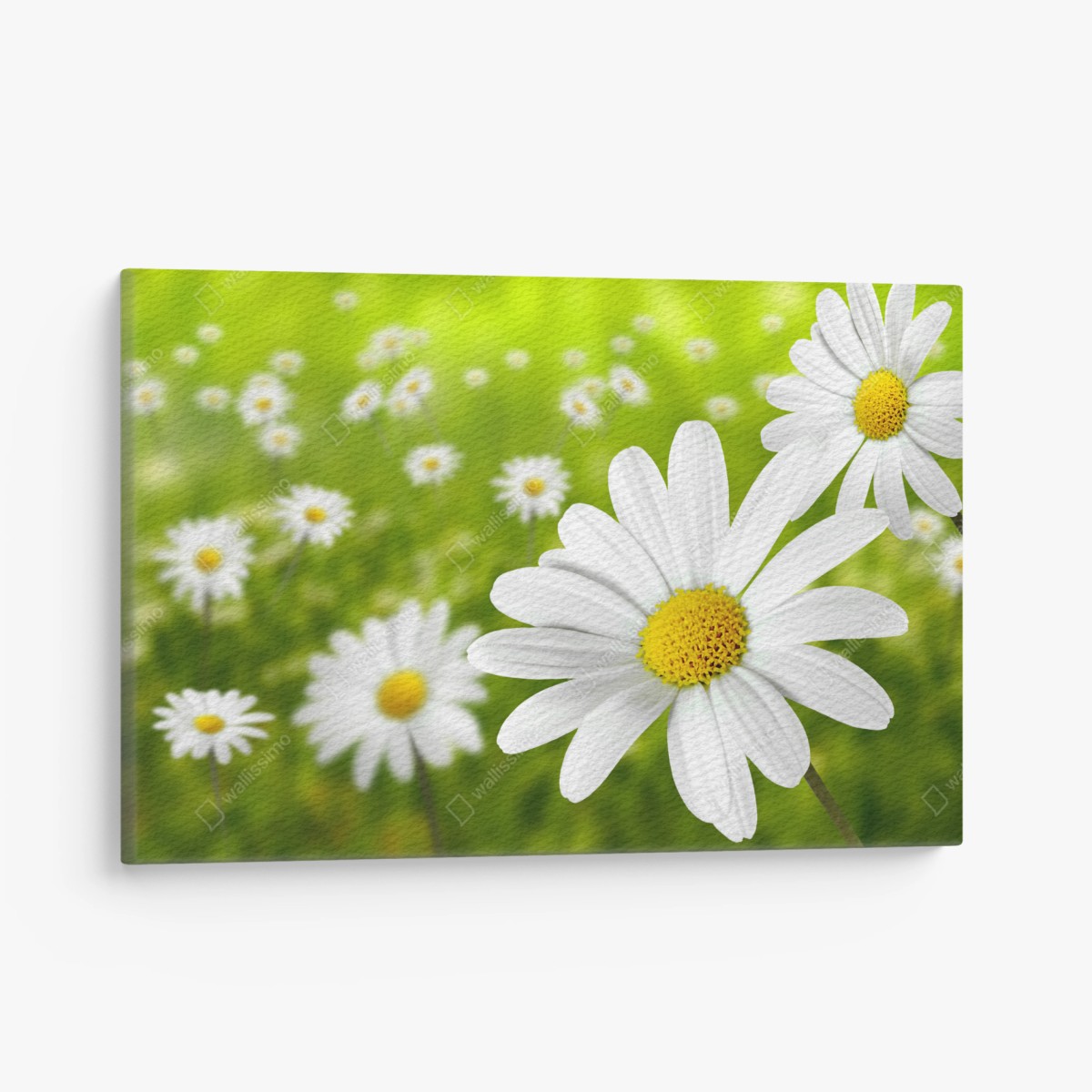 Quadro su tela margherite in primo piano su sfondo verde • Wallissimo®
