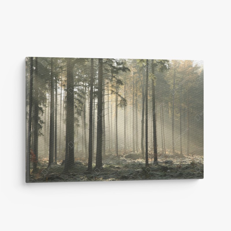 Quadro su tela foresta nebbiosa al mattino