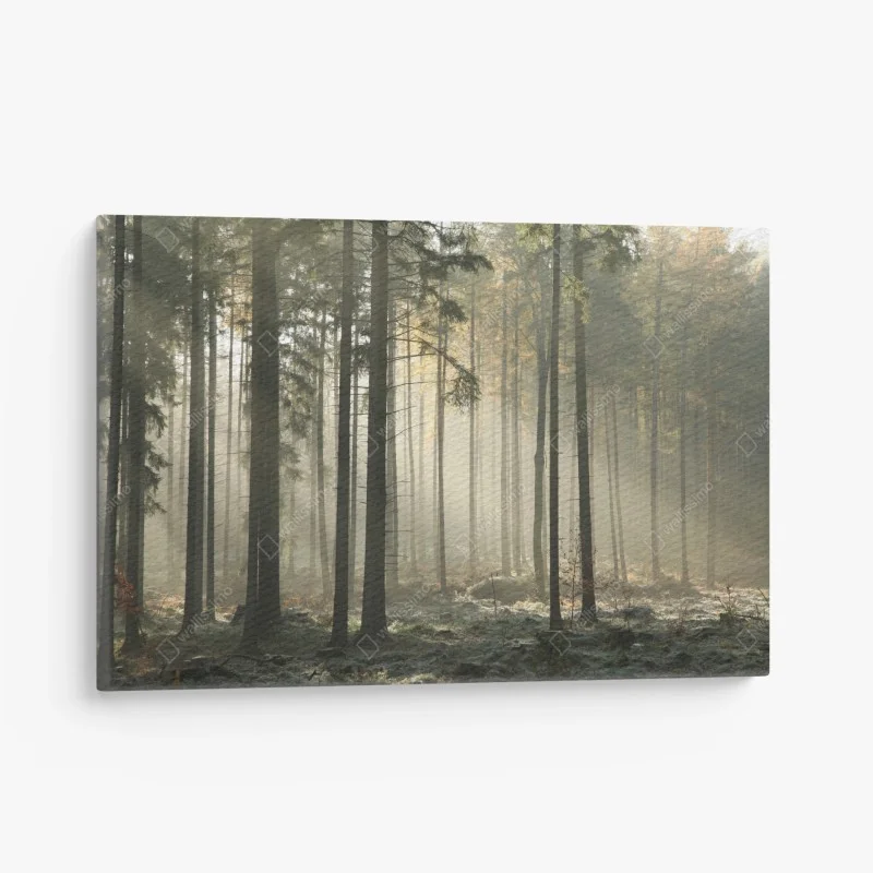Quadro su tela foresta nebbiosa al mattino