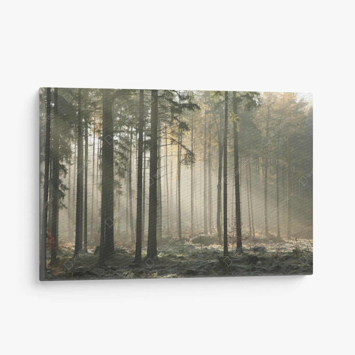Quadro su tela foresta nebbiosa al mattino • Wallissimo®