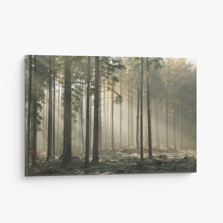 Quadro su tela foresta nebbiosa al mattino • Wallissimo®