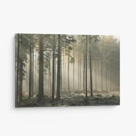 Quadro su tela foresta nebbiosa al mattino • Wallissimo®