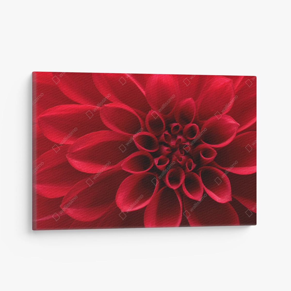 Quadro su tela dalia rossa in primo piano • Wallissimo®