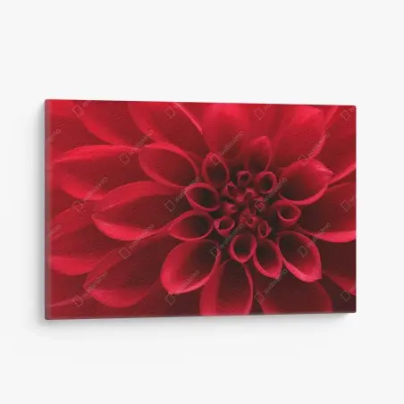 Quadro su tela dalia rossa in primo piano • Wallissimo®