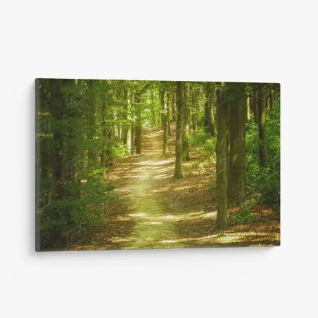 Quadro su tela sentiero tra gli alberi verdi • Wallissimo®