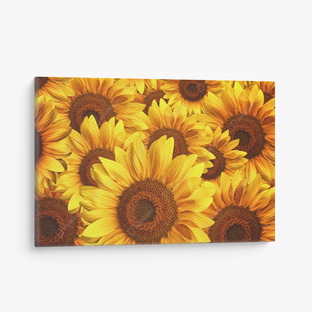 Quadro su tela esplosione di girasoli dorati • Wallissimo®