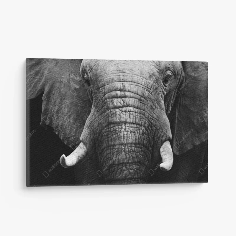Quadro su tela sguardo maestoso dell'elefante in primo piano