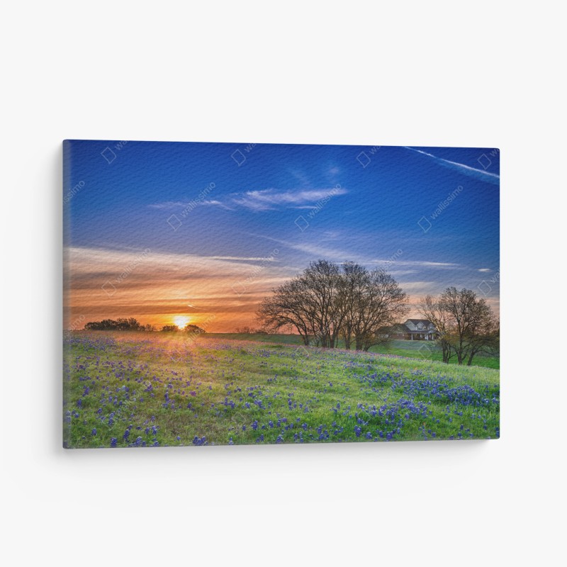 Quadro su tela alba in Texas tra i bluebonnet