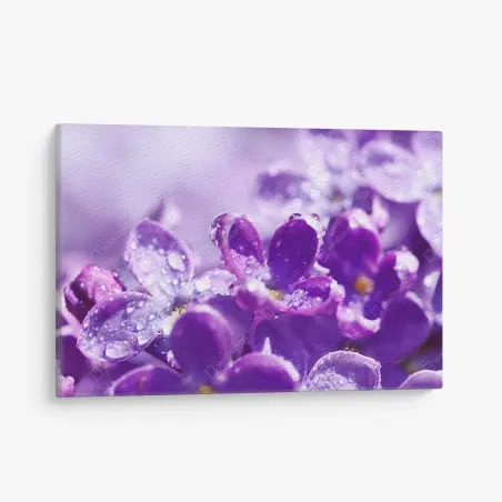 Quadro su tela fiori di lillà in rugiada • Wallissimo®