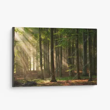 Quadro su tela foresta al mattino con raggi di luce • Wallissimo®