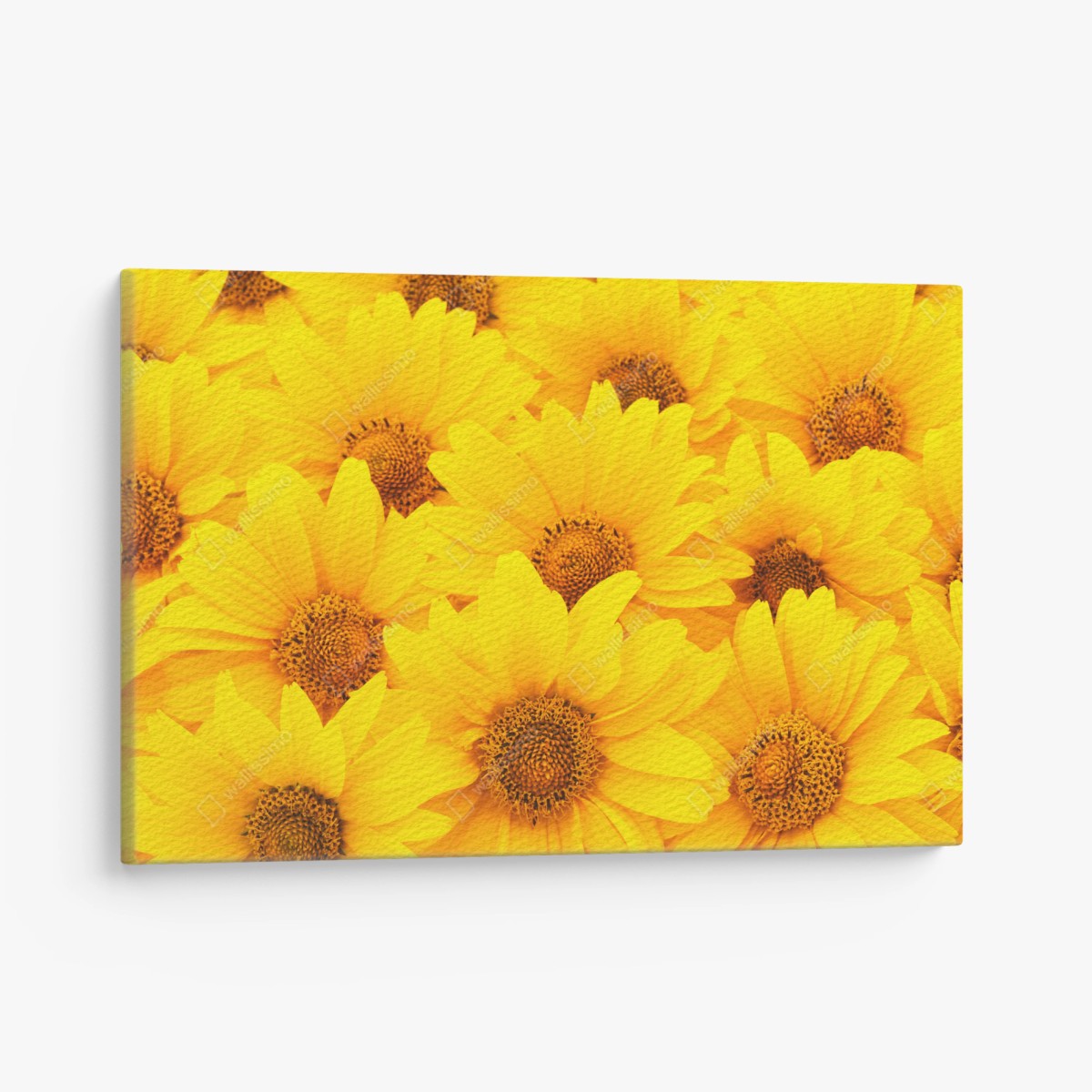 Quadro su tela esplosione di girasoli luminosi • Wallissimo®