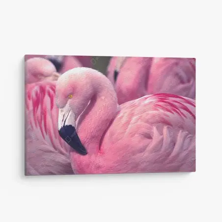 Quadro su tela fenicottero rosa in primo piano • Wallissimo®
