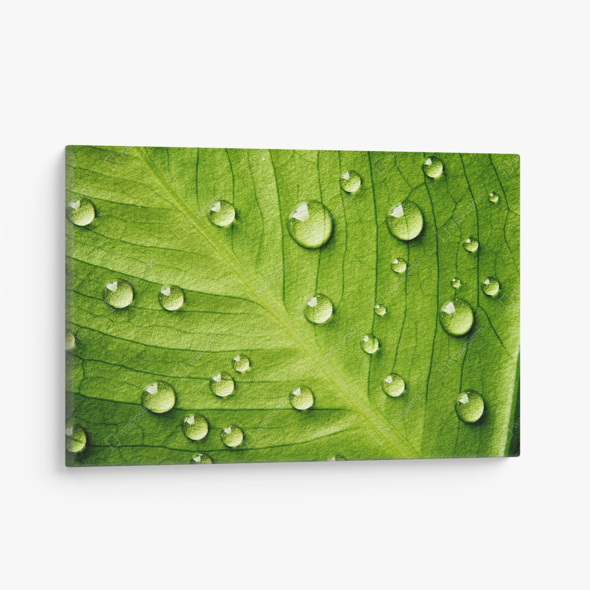 Quadro su tela foglia verde con gocce d'acqua • Wallissimo®
