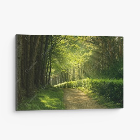 Quadro su tela sentiero illuminato nella foresta estiva • Wallissimo®