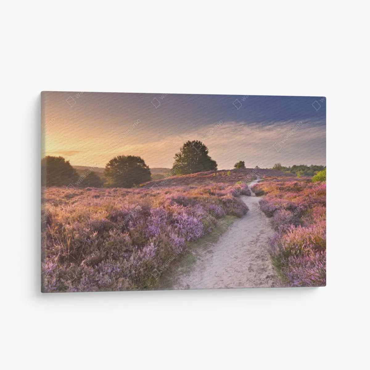 Quadro su tela sentiero nella brughiera all'alba a Posbank • Wallissimo®
