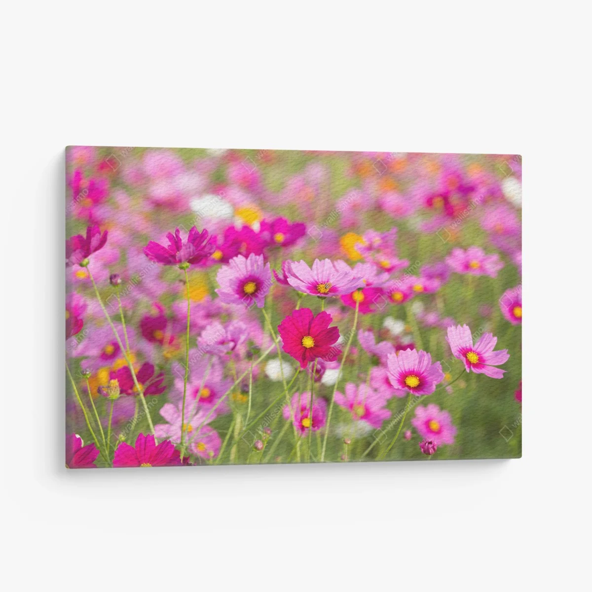 Quadro su tela campo di cosmee rosa • Wallissimo® Quadro su tela campo di cosmee rosa • Wallissimo®