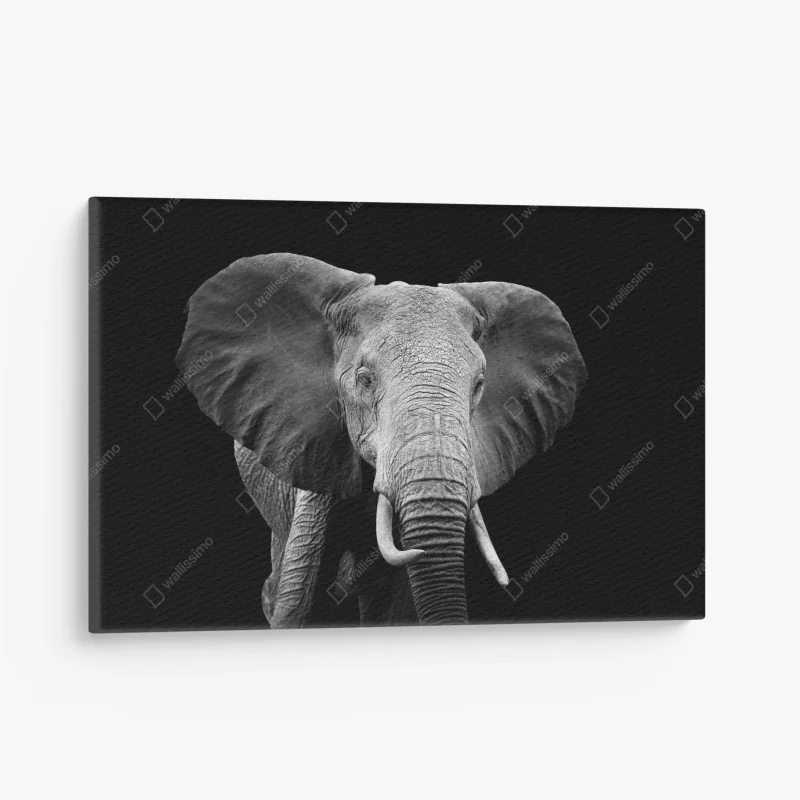 Quadro su tela maestoso elefante su sfondo nero