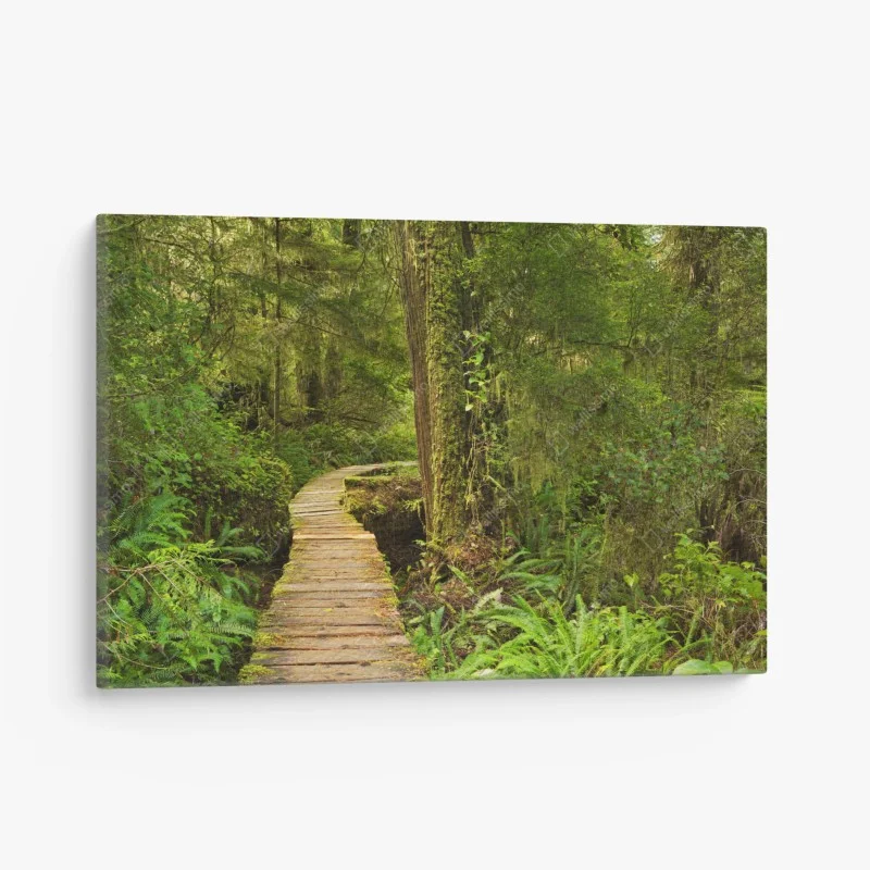 Quadro su tela sentiero nel cuore della foresta pluviale
