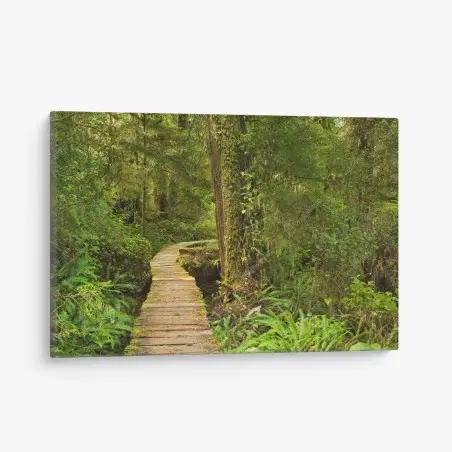 Quadro su tela sentiero nel cuore della foresta pluviale • Wallissimo®