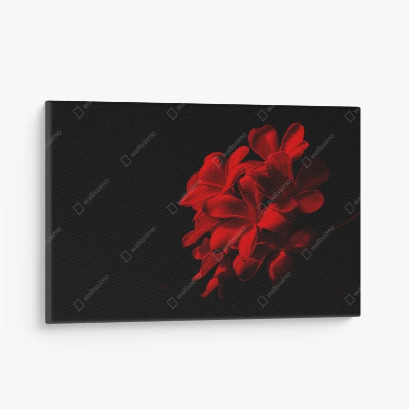Quadro su tela plumeria rossa su sfondo nero, eleganza minimalista