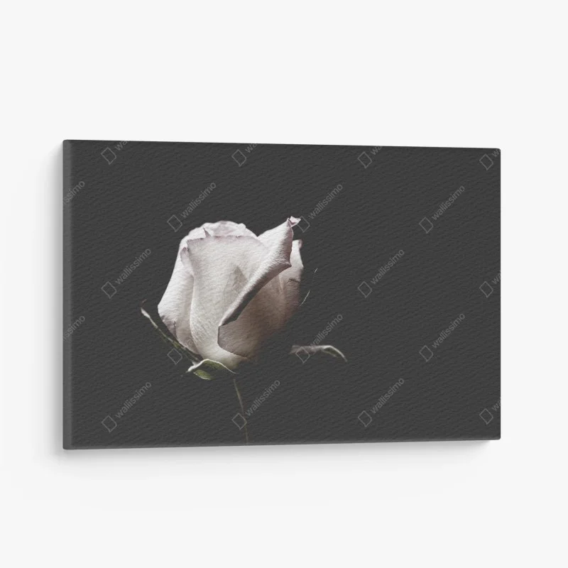 Quadro su tela elegante rosa bianca su sfondo scuro