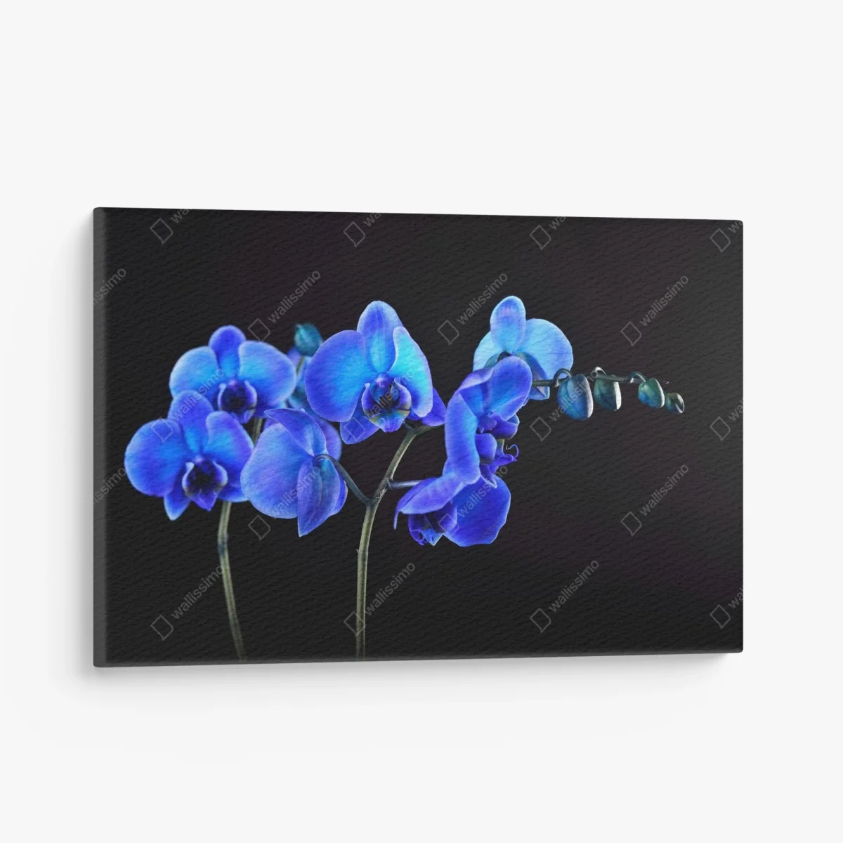 Quadro su tela eleganza di orchidea blu su sfondo nero • Wallissimo® Quadro su tela eleganza di orchidea blu su sfondo nero • Wallissimo®