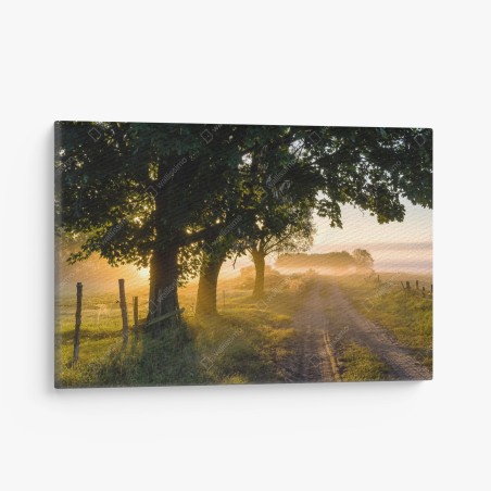 Quadro su tela alba dorata sul sentiero di campagna • Wallissimo®