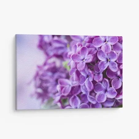 Quadro su tela lillà viola in primo piano • Wallissimo®