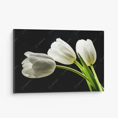 Quadro su tela composizione di tulipani bianchi su sfondo nero • Wallissimo®