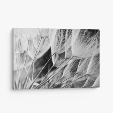 Quadro su tela soffioni in bianco e nero • Wallissimo®