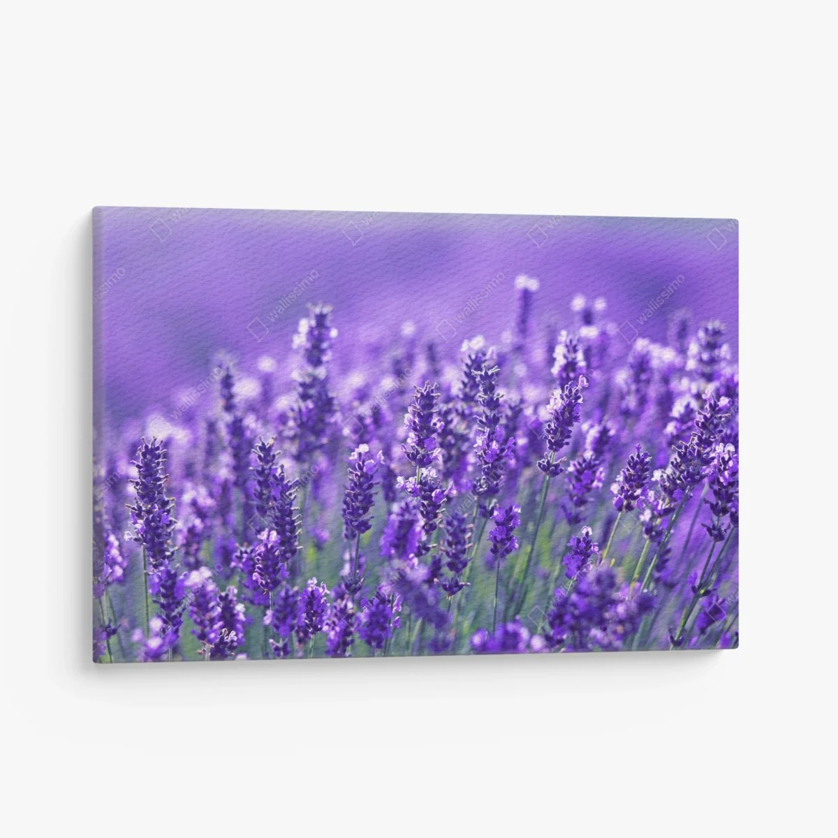 Quadro su tela un mare di lavanda in dettaglio • Wallissimo® Quadro su tela un mare di lavanda in dettaglio • Wallissimo®