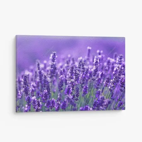 Quadro su tela un mare di lavanda in dettaglio • Wallissimo®