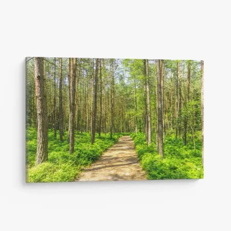 Quadro su tela sentiero silenzioso nella foresta di pini • Wallissimo®
