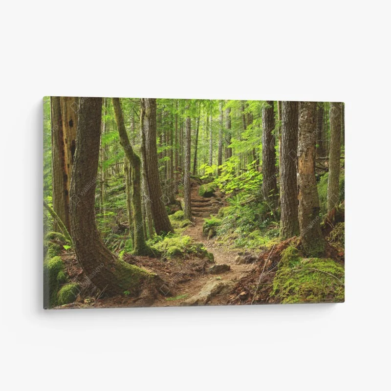 Quadro su tela sentiero nella foresta verde