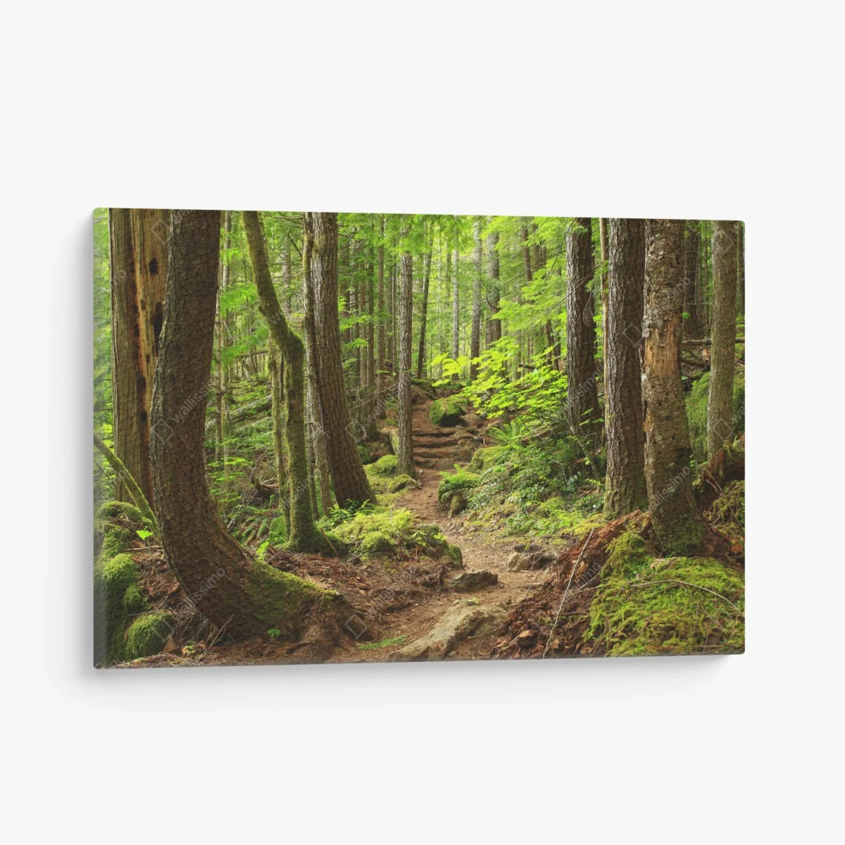 Quadro su tela sentiero nella foresta verde • Wallissimo® Quadro su tela sentiero nella foresta verde • Wallissimo®