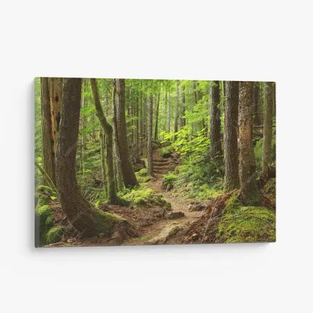 Quadro su tela sentiero nella foresta verde • Wallissimo®